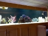 500 Gallon Saltwater Tank