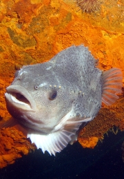 Saltwater Fish