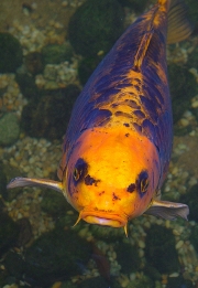 Koi