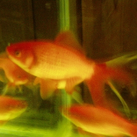 Pond Goldfish